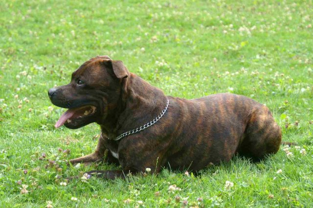 obeissance 2014-08-02